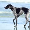 dog friendly beaches